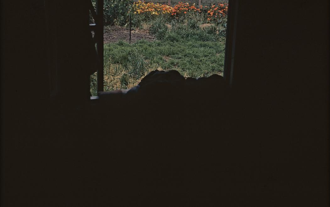 from inside looking out to a flowery garden